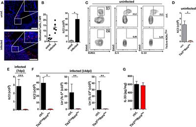 Group 2 Innate Lymphoid Cells (ILC2) Suppress Beneficial Type 1 Immune Responses During Pulmonary Cryptococcosis